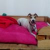 Noche de hospedaje para perros
